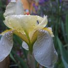 gelbe Iris nach Regenschauer