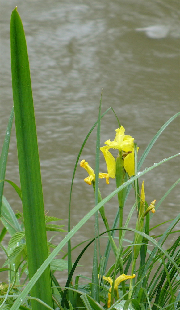 Gelbe Iris-noch sind sie am Aarelauf zu finden