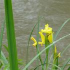 Gelbe Iris-noch sind sie am Aarelauf zu finden