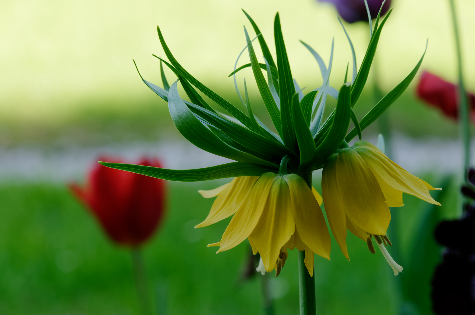 gelbe Kaiserkrone (Fritillaria imperialis) 