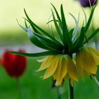 gelbe Kaiserkrone (Fritillaria imperialis) 