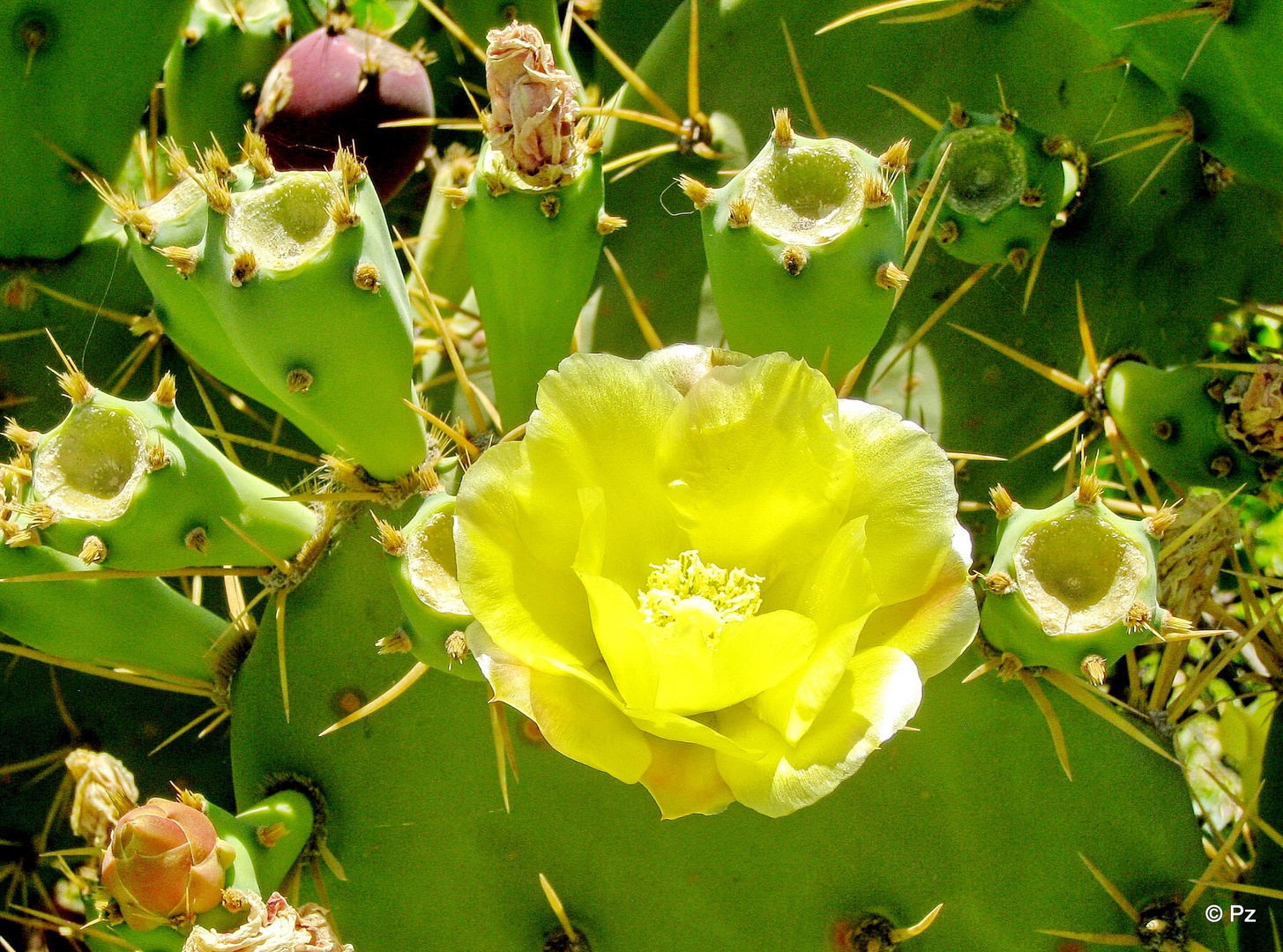 Gelbe Kaktusblüte ...