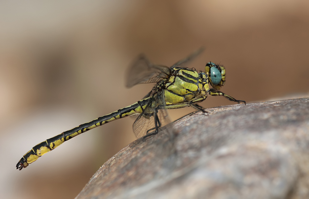 Gelbe Keiljungfer (Gomphus simillimus)