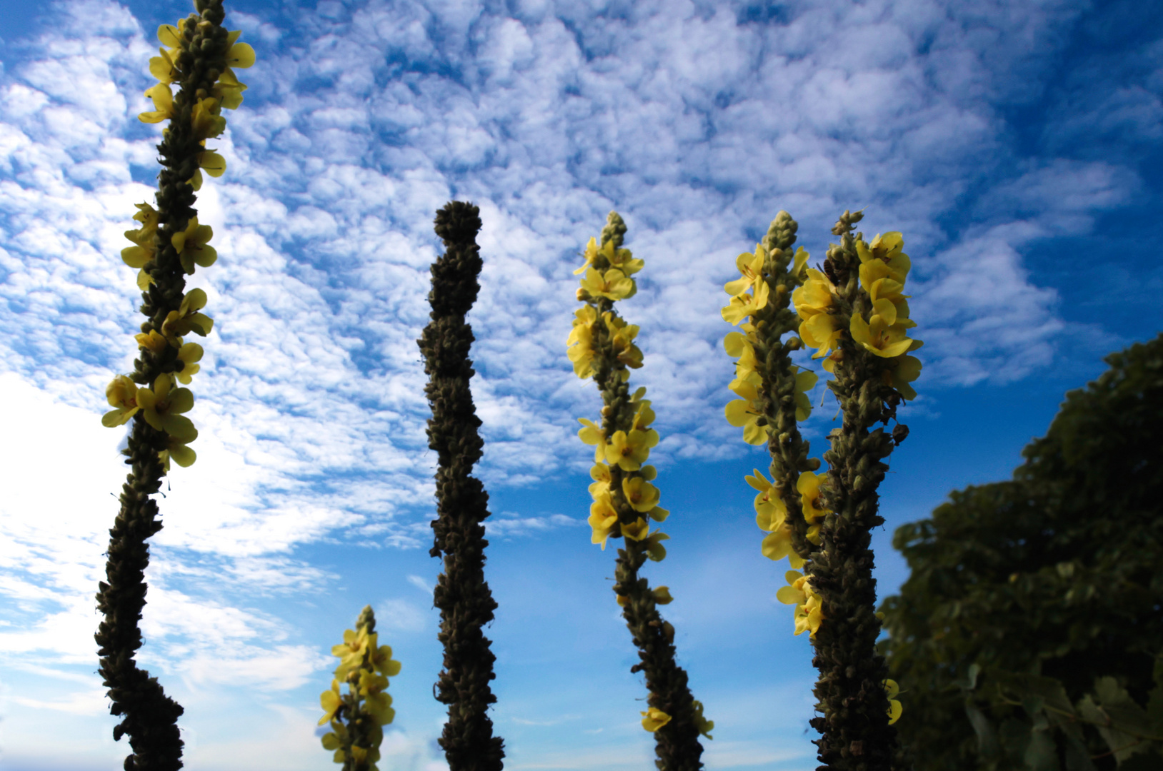 Gelbe Kerzen in den Himmel