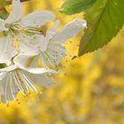 Gelbe Kirschblüte??