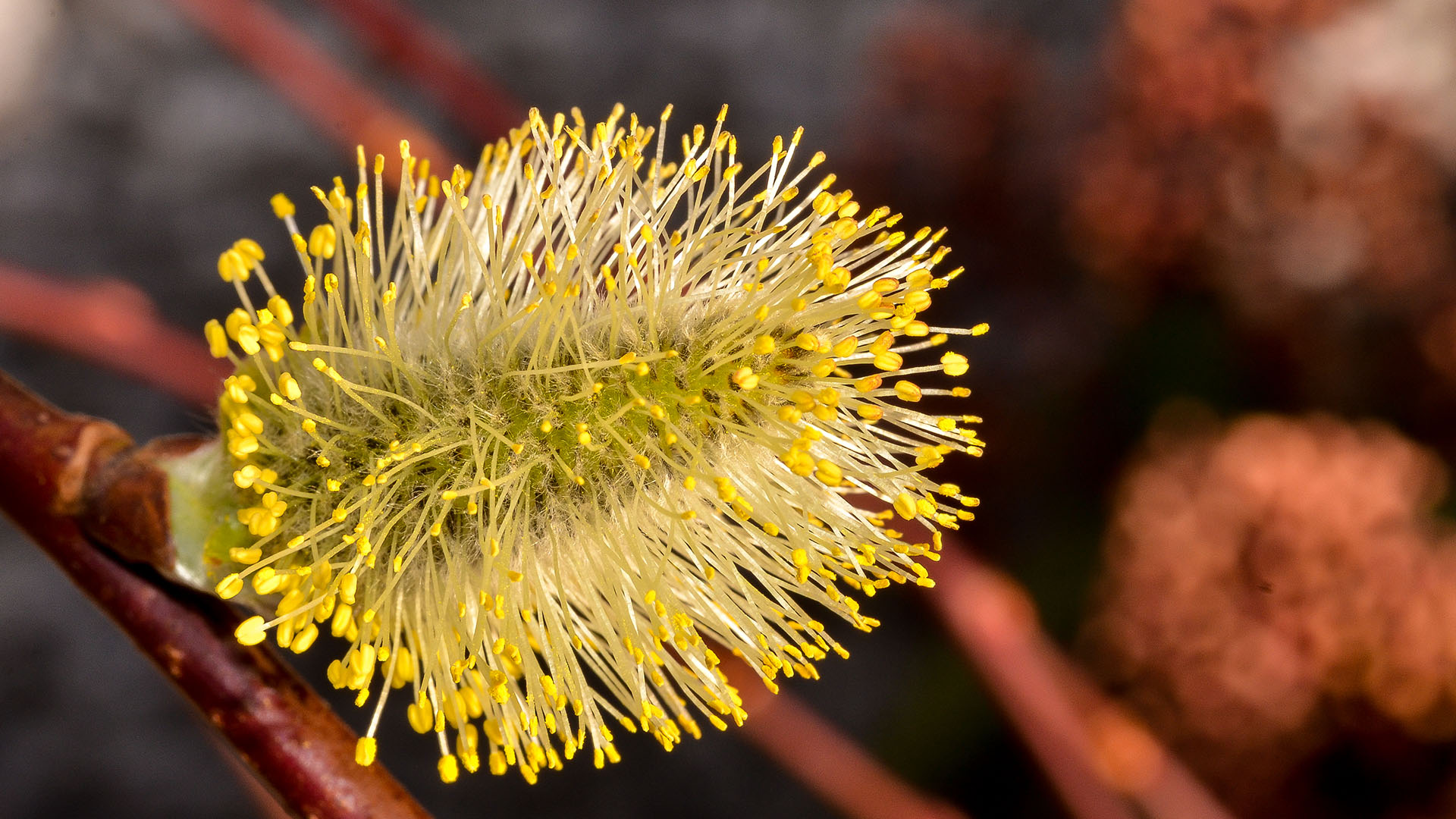 gelbe kleine Knospen