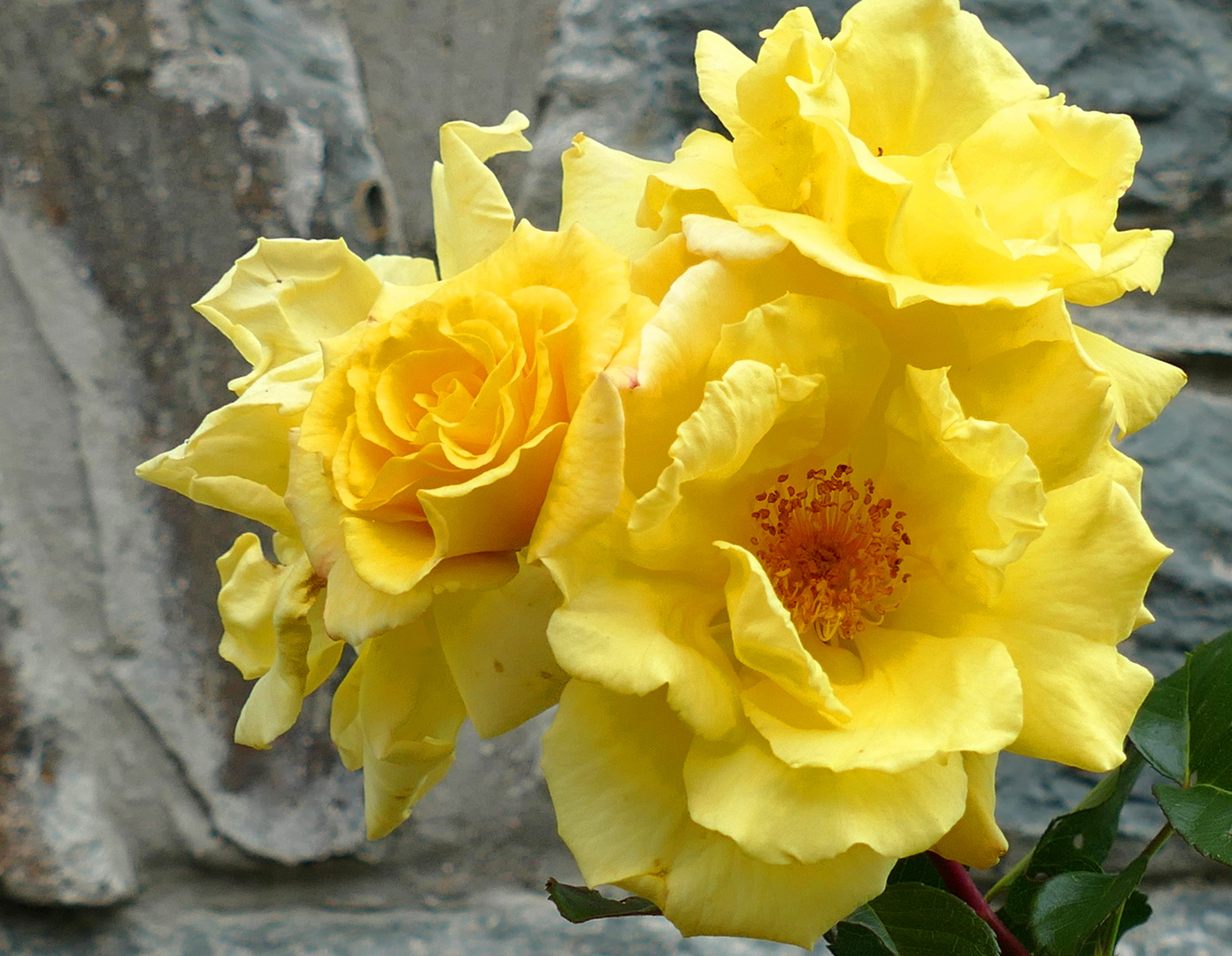gelbe Kletterrose GOLDEN GATE Foto &amp; Bild | pflanzen, pilze &amp; flechten ...