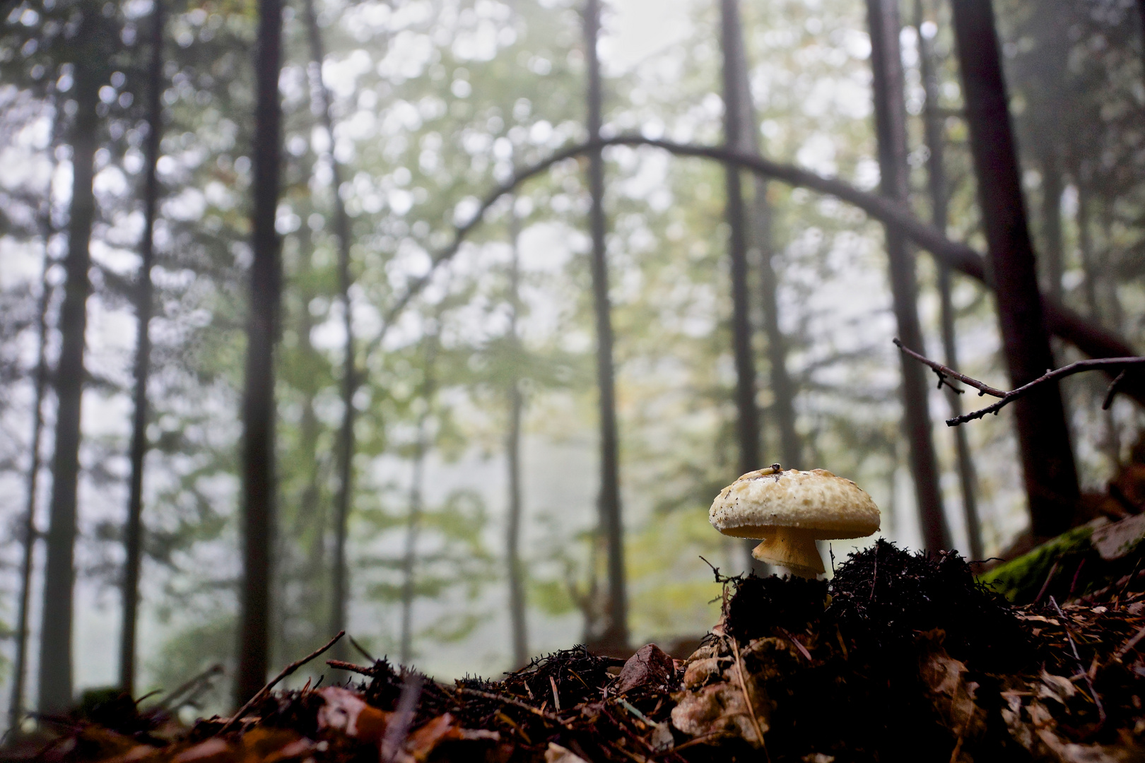 Gelbe Knollenblätterpilz (Amanita citrina, syn. A. mappa)