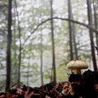 Gelbe Knollenblätterpilz (Amanita citrina, syn. A. mappa)