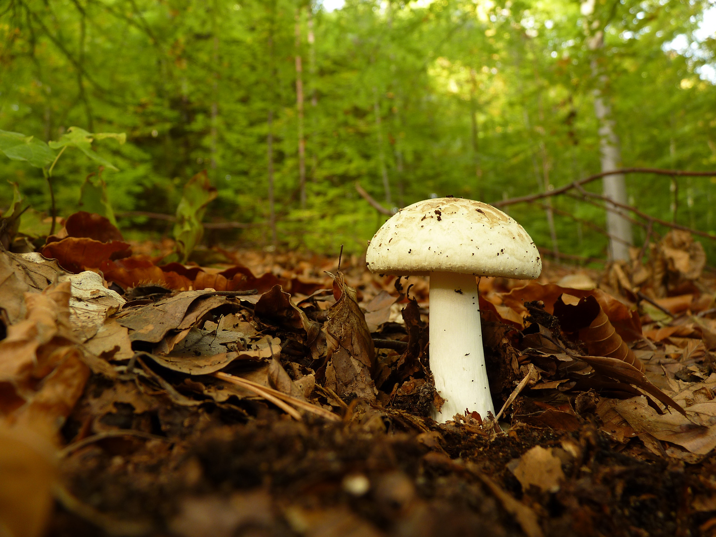 Gelbe Knollenblätterpilz (Amanita citrina, syn. A. mappa)