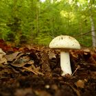 Gelbe Knollenblätterpilz (Amanita citrina, syn. A. mappa)