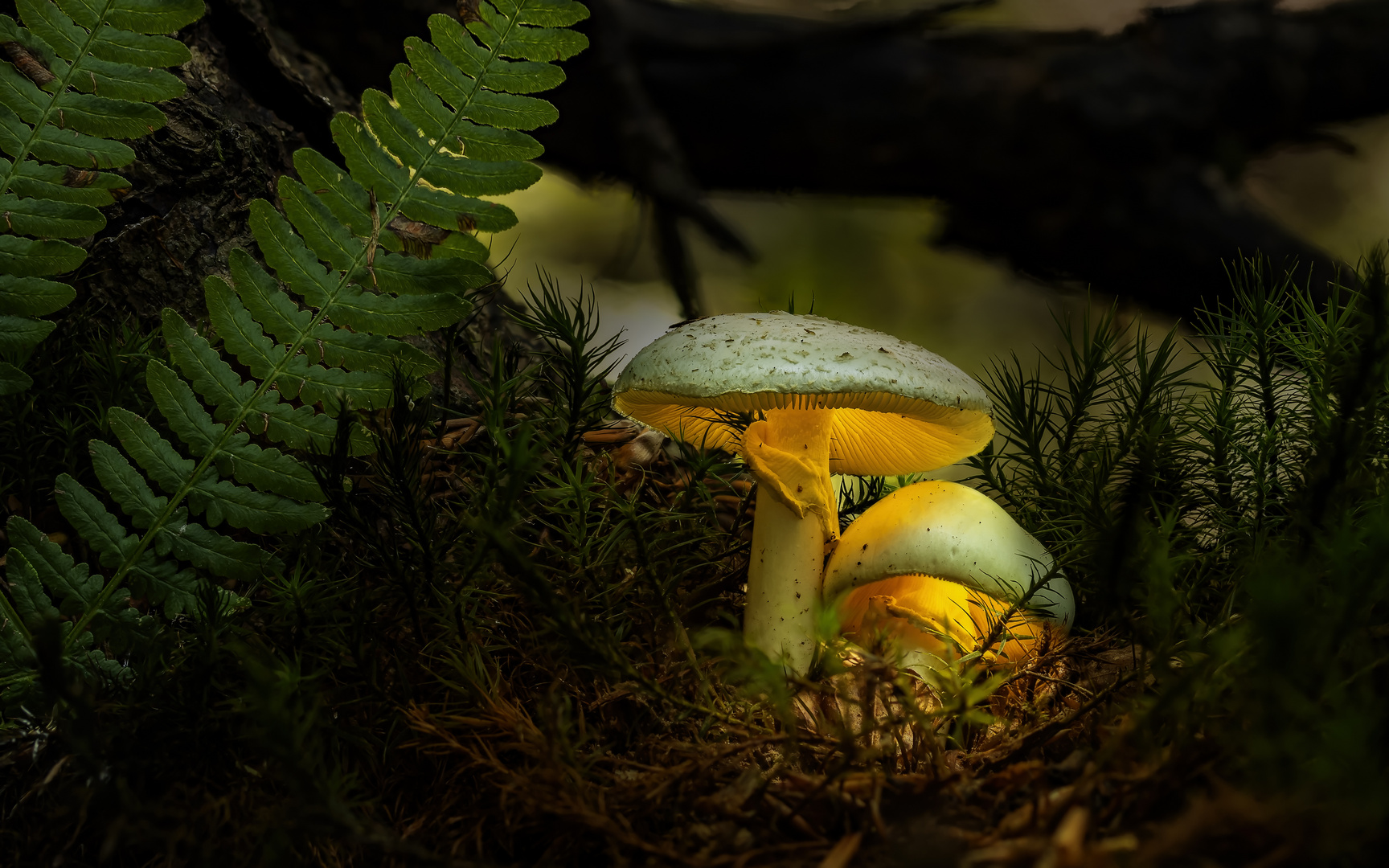 Gelbe Knollenblätterpilze (Amanita citrina)