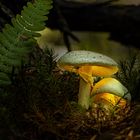 Gelbe Knollenblätterpilze (Amanita citrina)