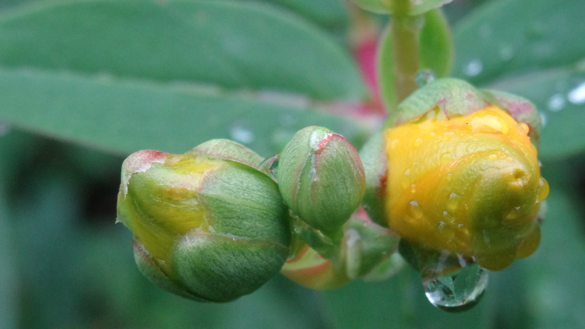 Gelbe Knospen im Sommerregen