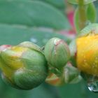 Gelbe Knospen im Sommerregen