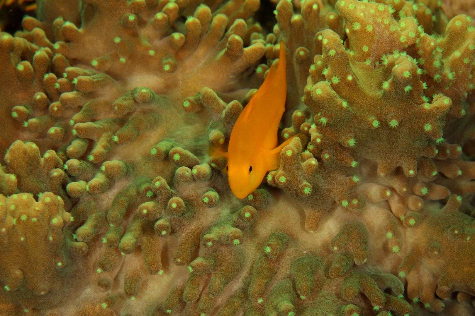 Gelbe Korallengrundel