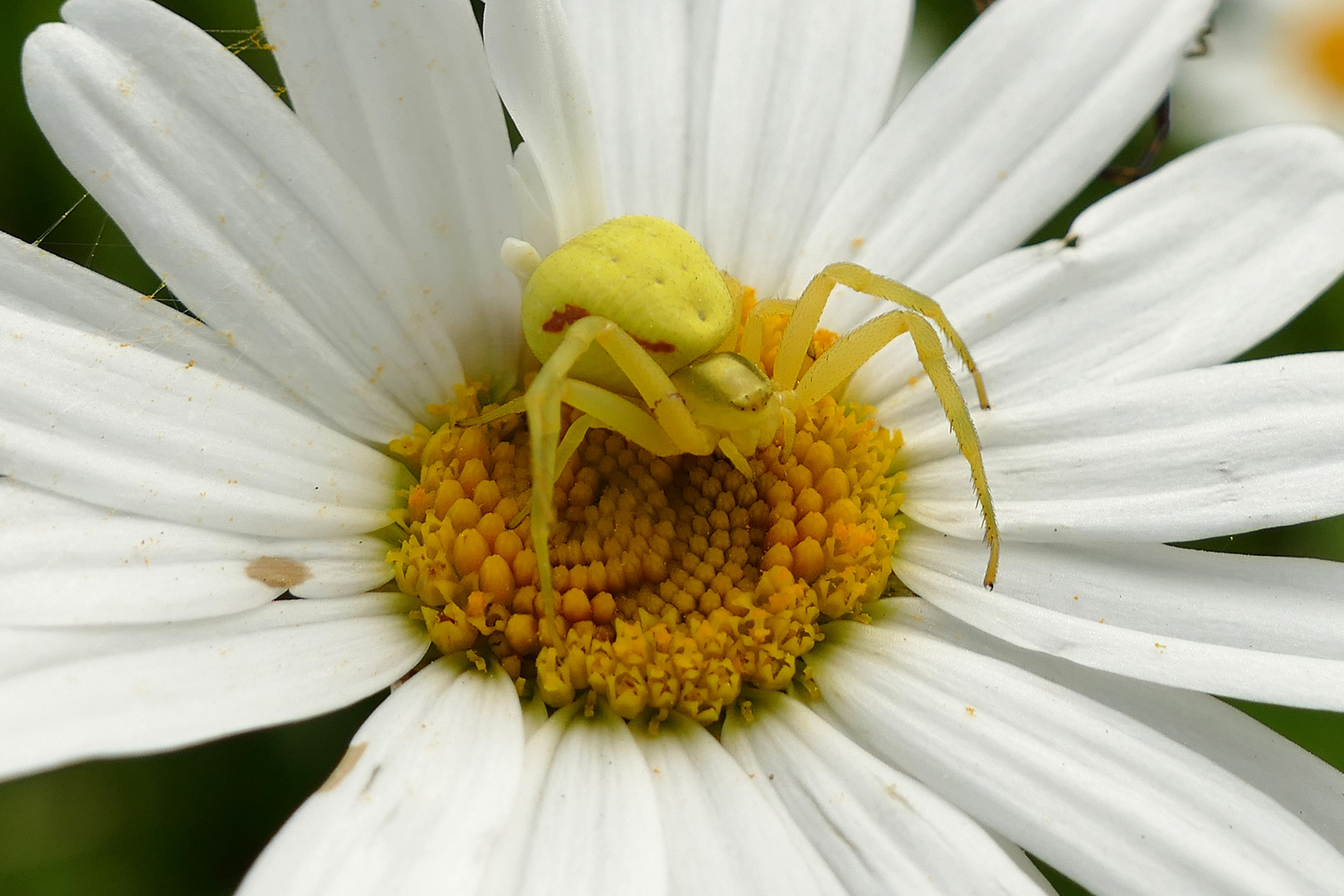 Gelbe Krabbenspinne