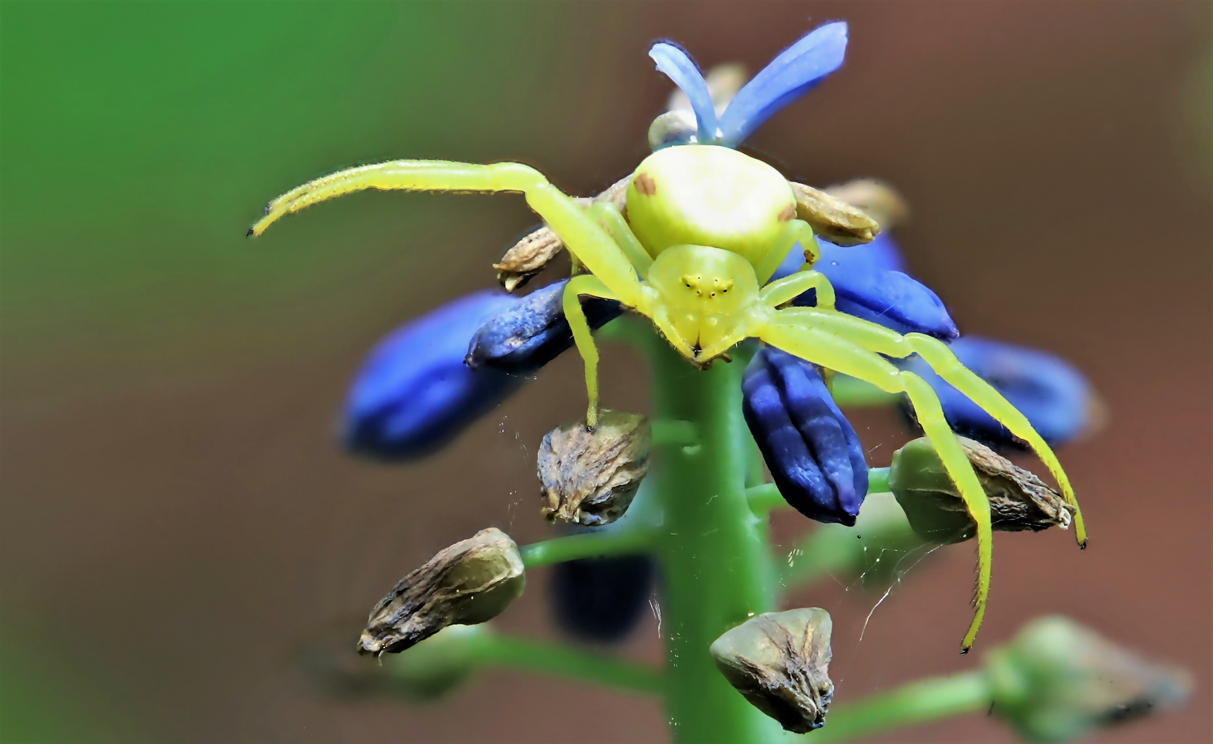 Gelbe Krabbenspinne