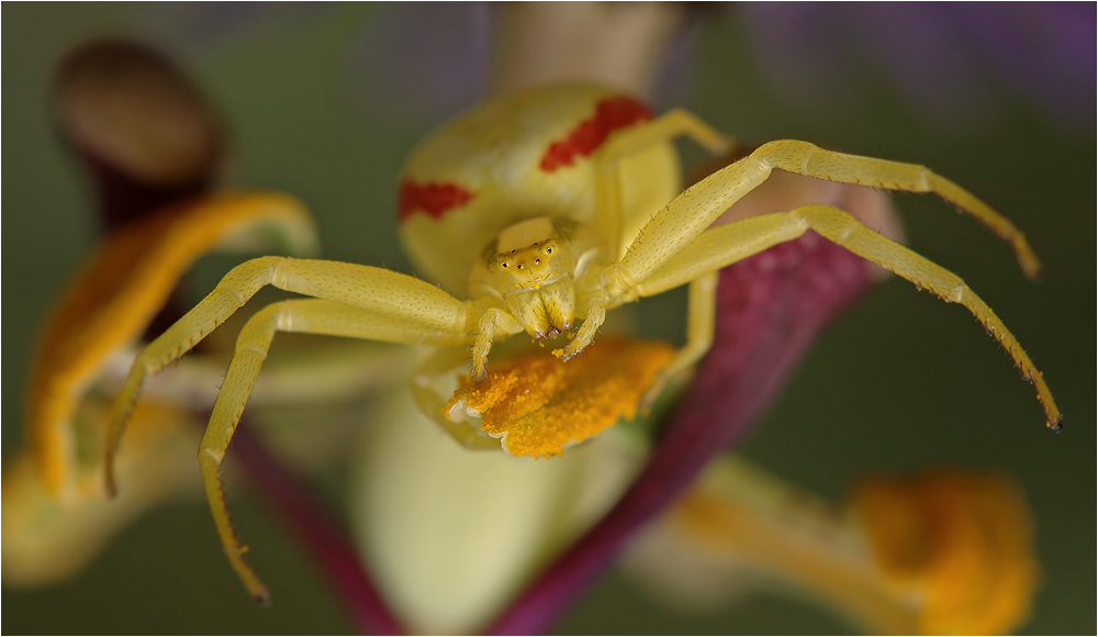 Gelbe Krabbenspinne