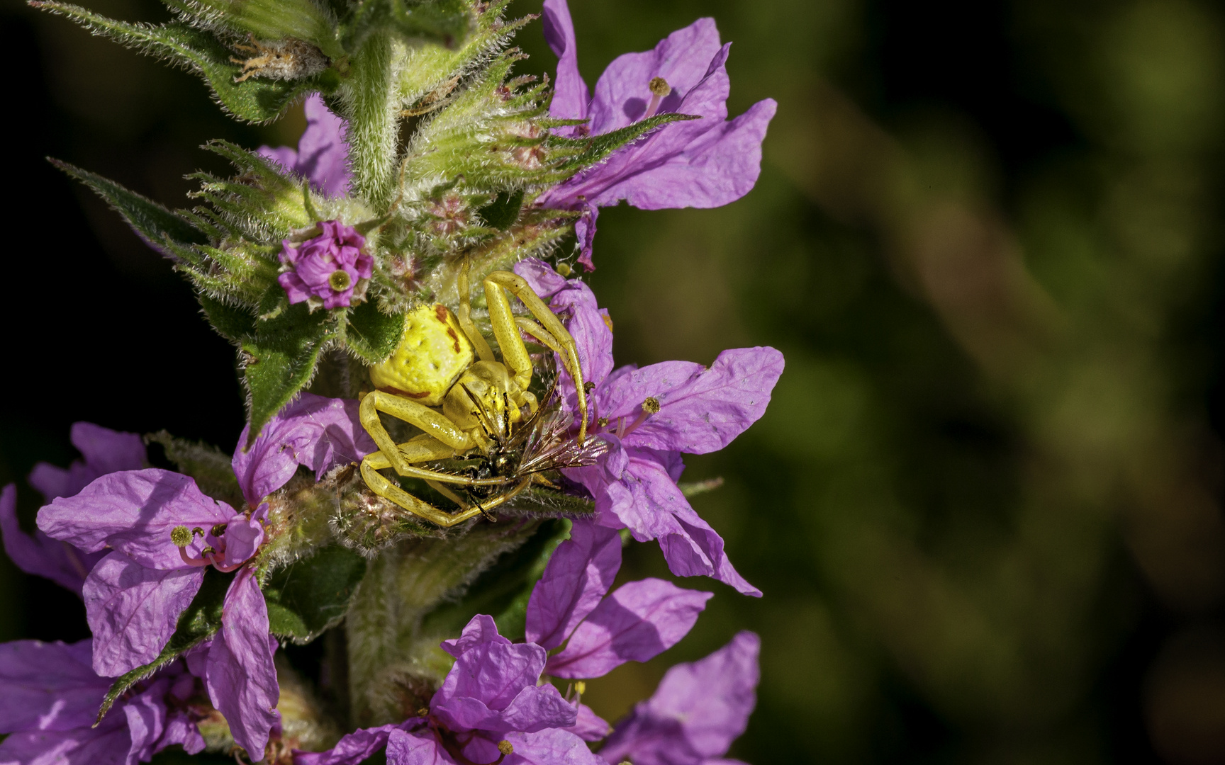 Gelbe Krabbenspinne mit Beute