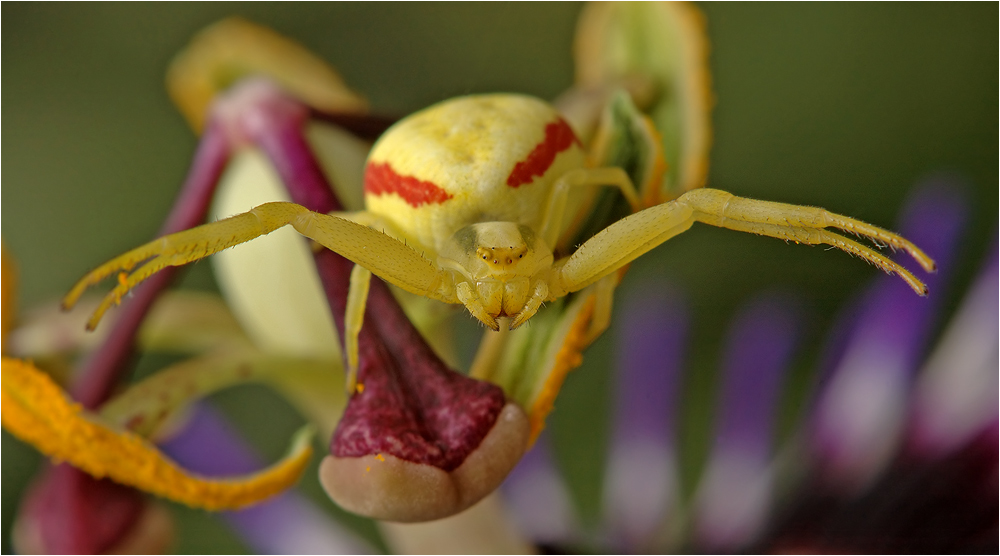 Gelbe Krabbenspinne Teil 2