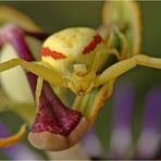 Gelbe Krabbenspinne Teil 2