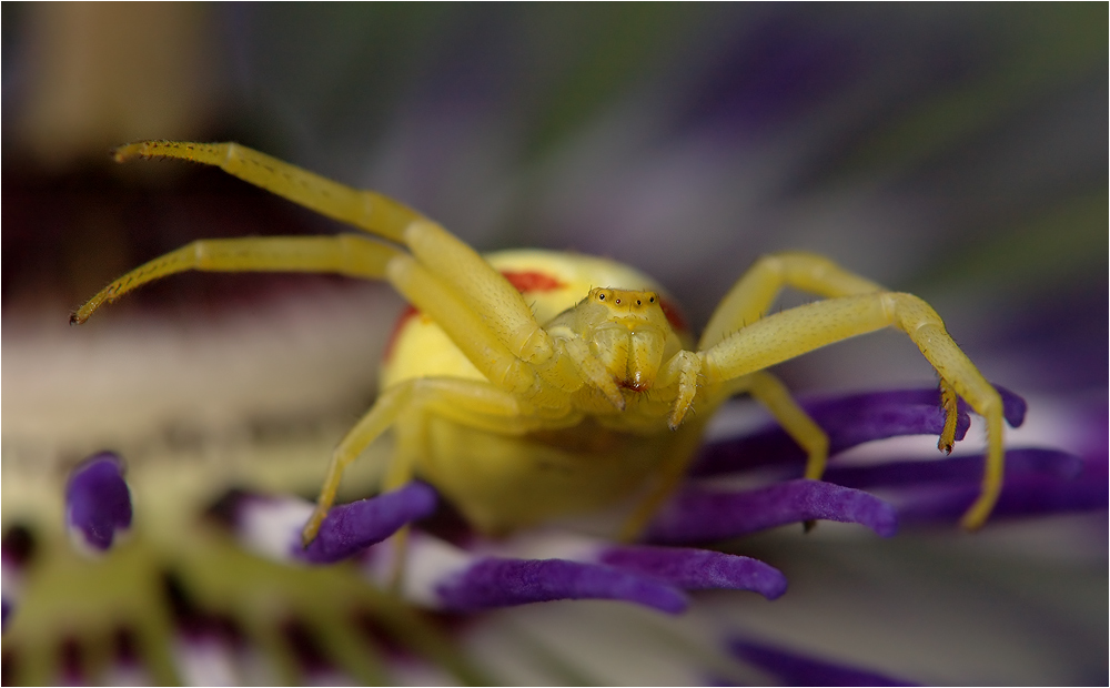 Gelbe Krabbenspinne Teil 6