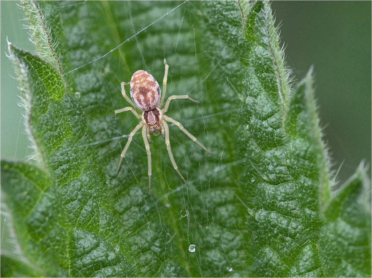 Gelbe Kräuselspinne (Nigma flavescens)