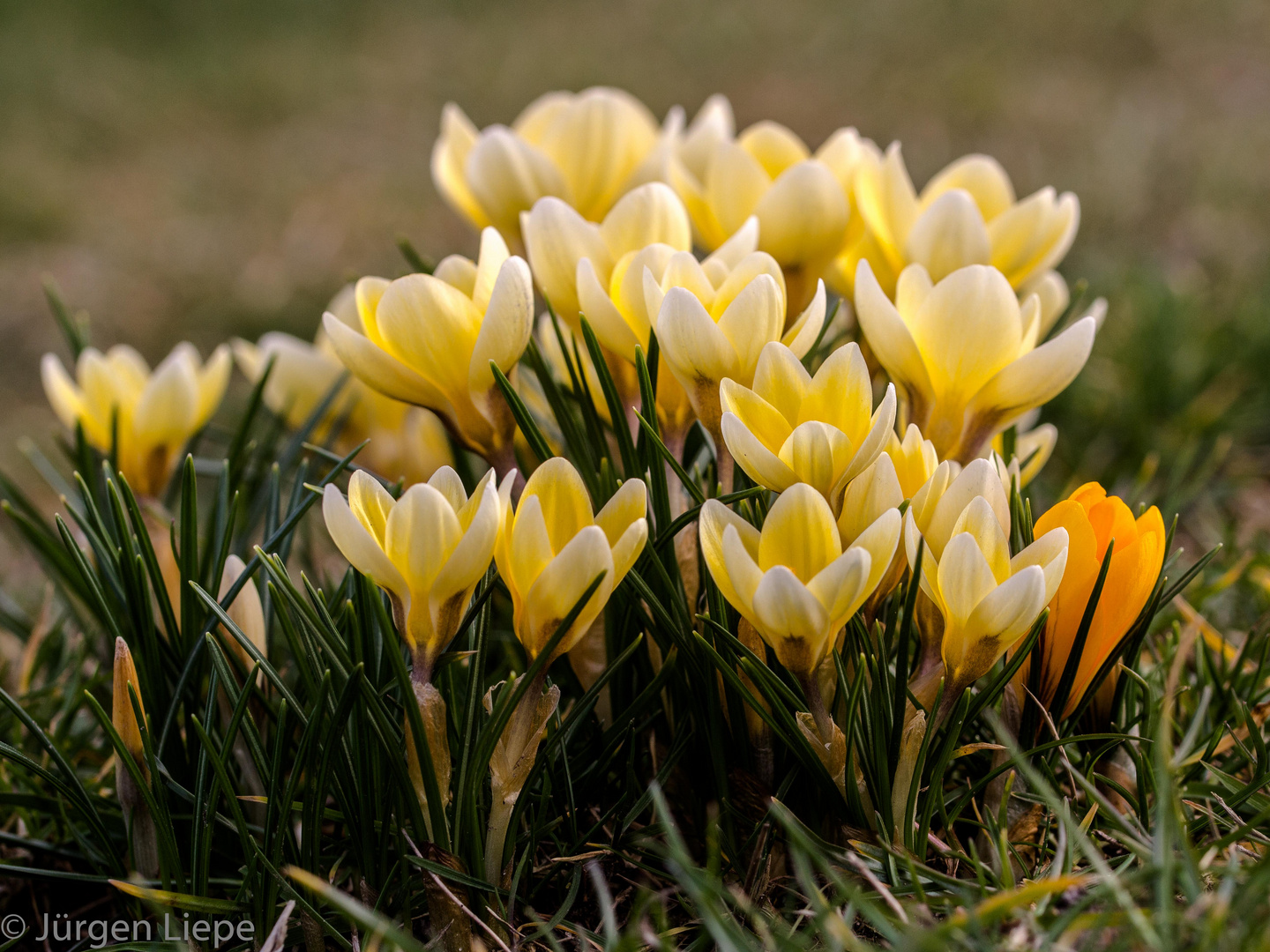 Gelbe Krokus