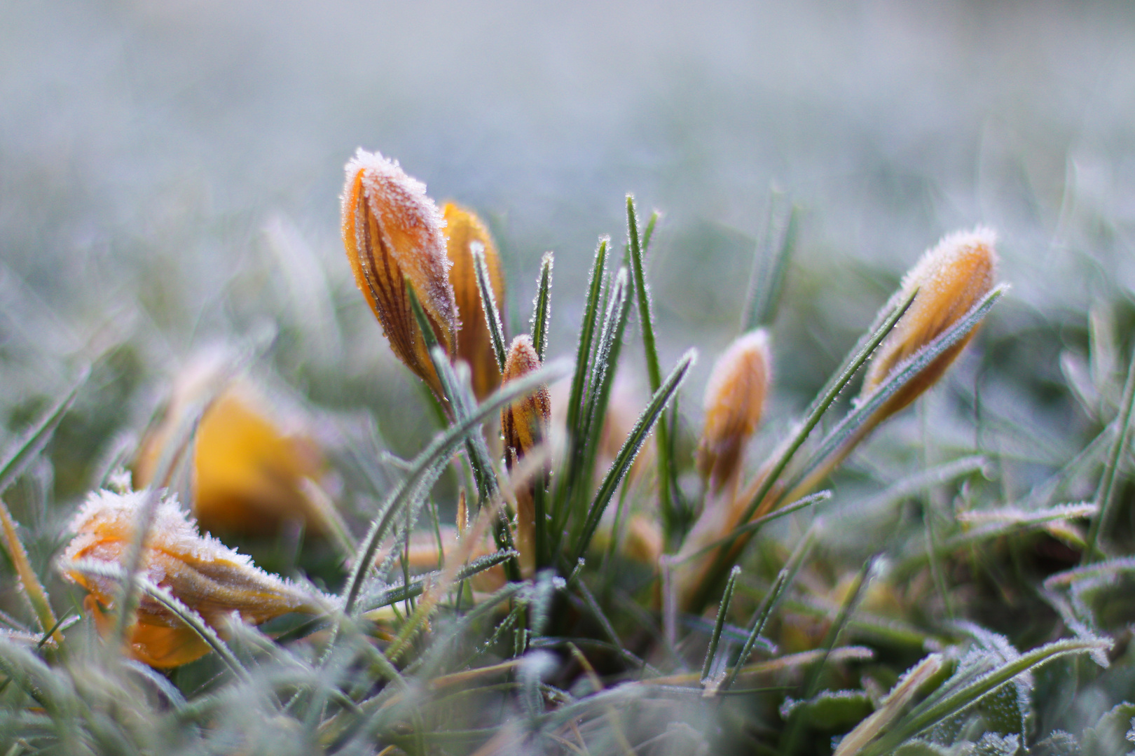 Gelbe Krokusse am frostigen Morgen...