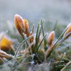 Gelbe Krokusse am frostigen Morgen...