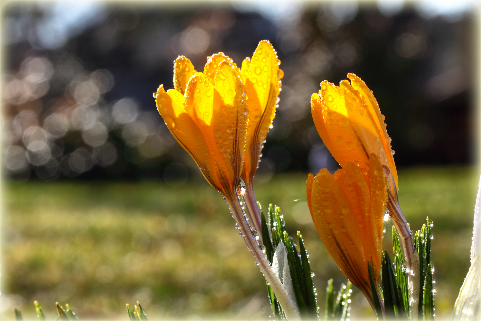 gelbe Krokusse im Gegenlicht