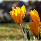 gelbe Krokusse im Gegenlicht