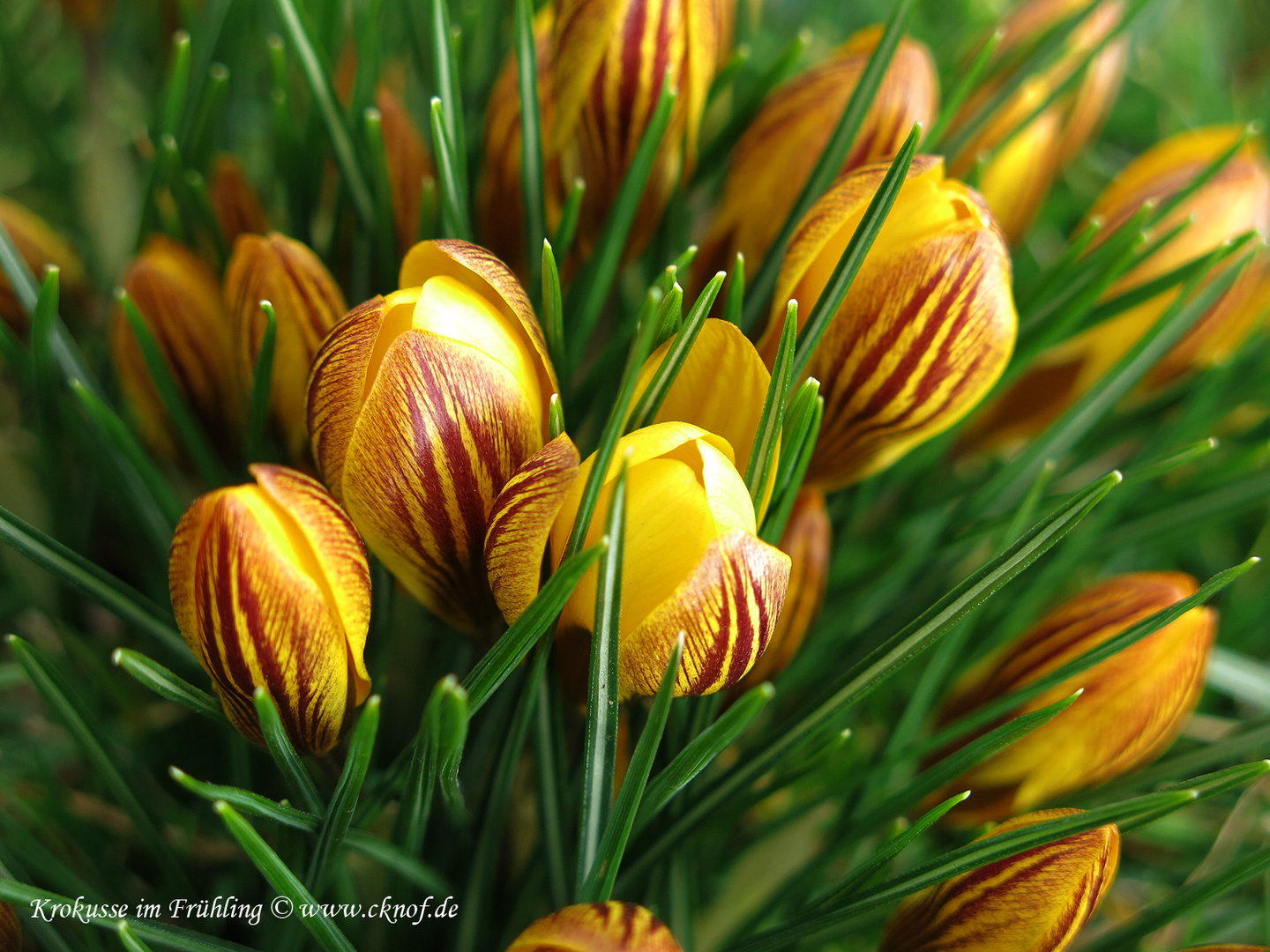 gelbe Krokusse mit roten Streifen