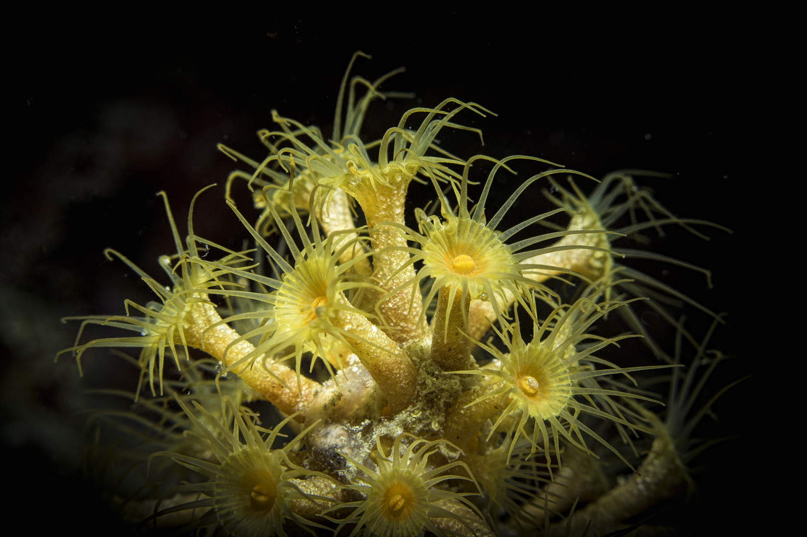 Gelbe Krustenanemone