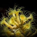 Gelbe Krustenanemone