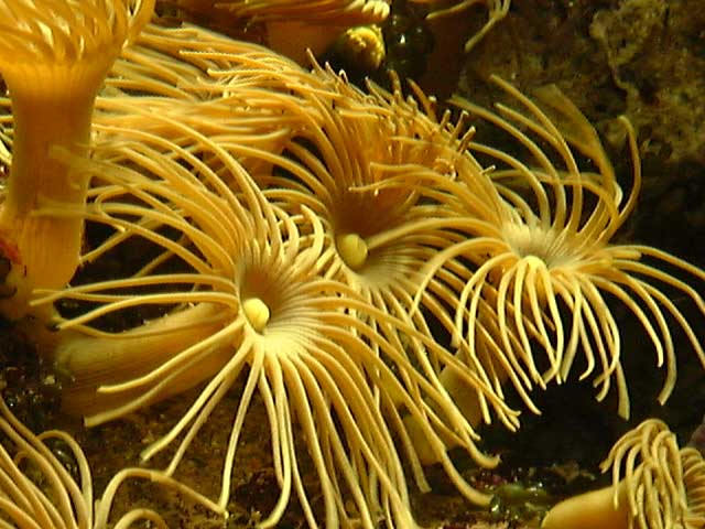 gelbe Krustenanemone