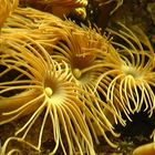 gelbe Krustenanemone