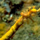 Gelbe Krustenanemone