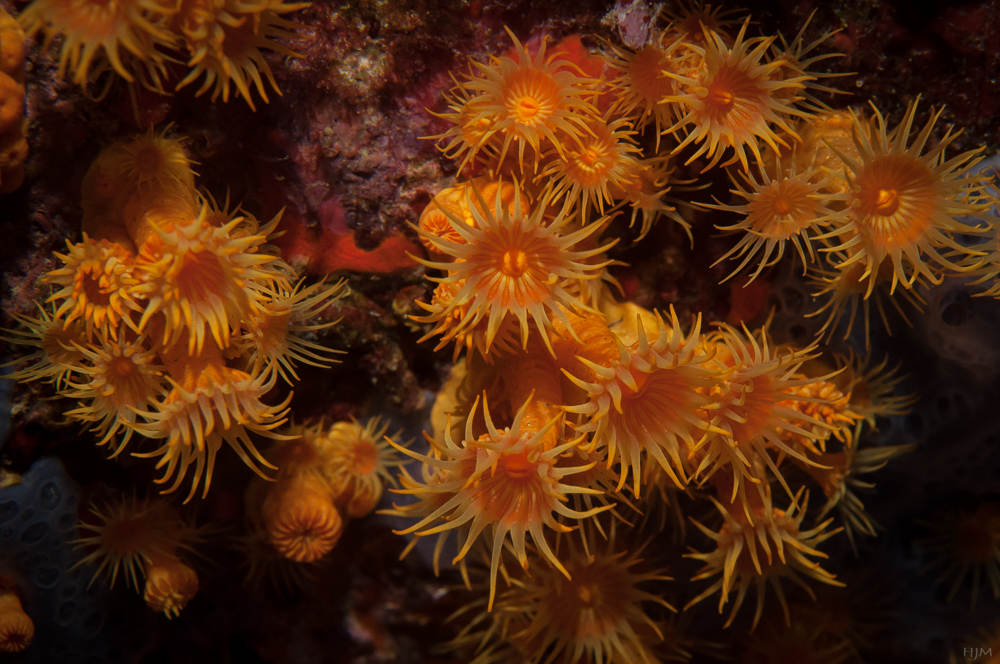 Gelbe Krustenanemone