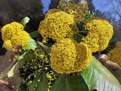 Gelbe Kugelblüten