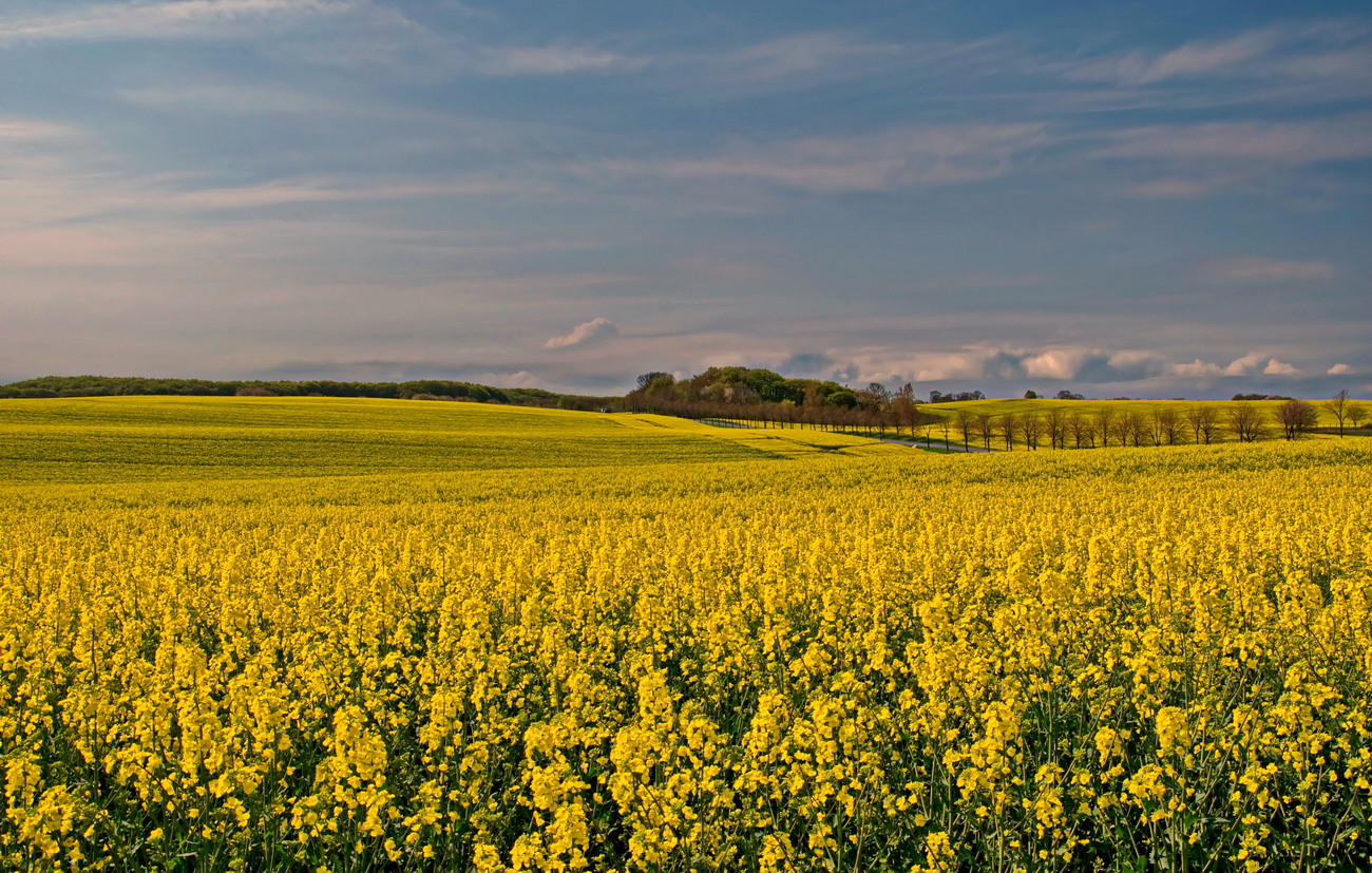 Gelbe Landschaft