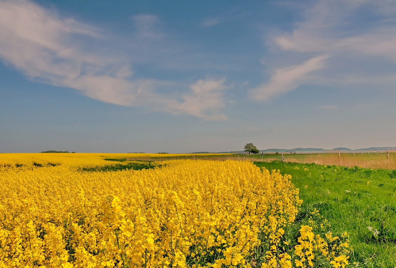 Gelbe Landschaft