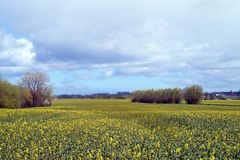 Gelbe Landschaft