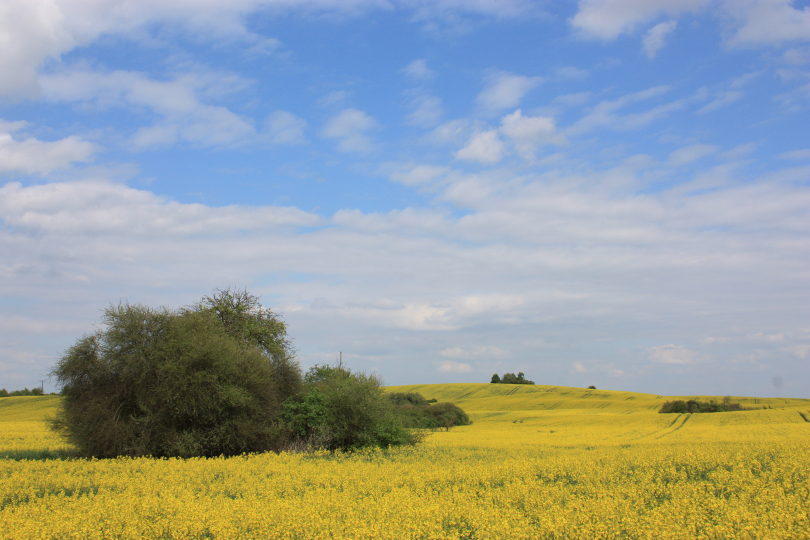 Gelbe Landschaft