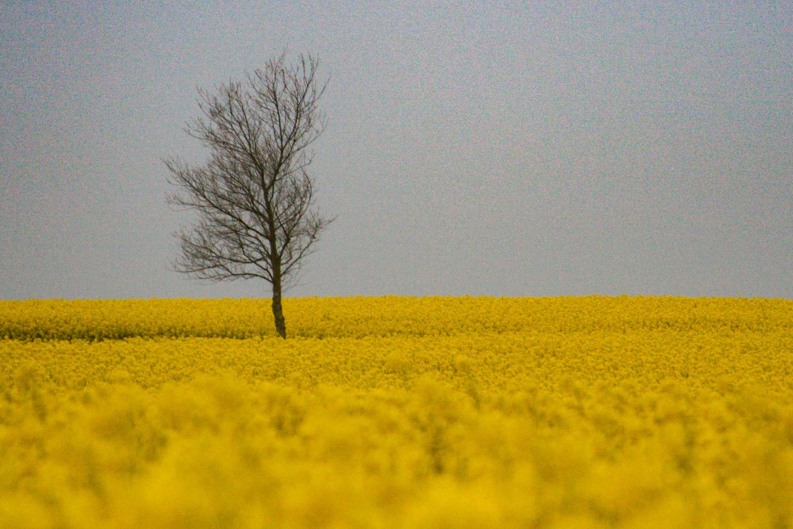 Gelbe Landschaft