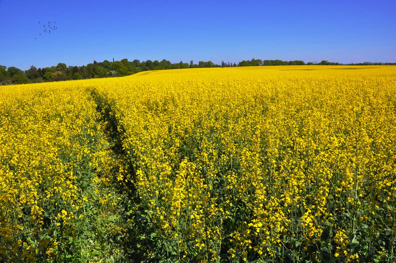 Gelbe Landschaft