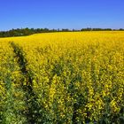 Gelbe Landschaft