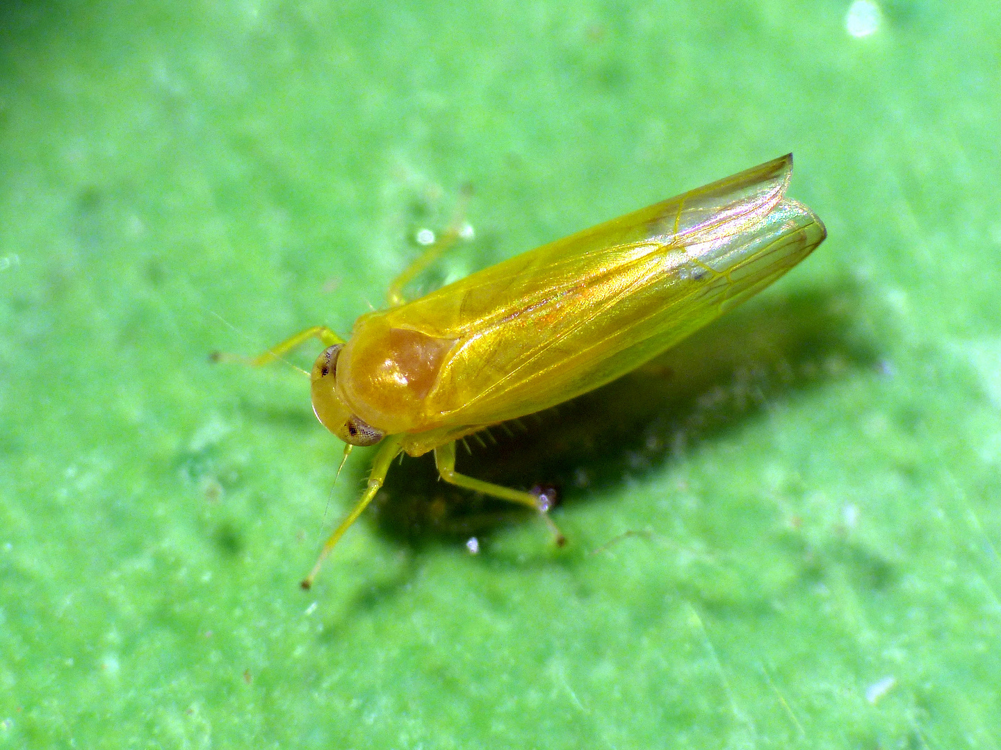 Gelbe Laubblattzikade (Edwardsiana sp.)