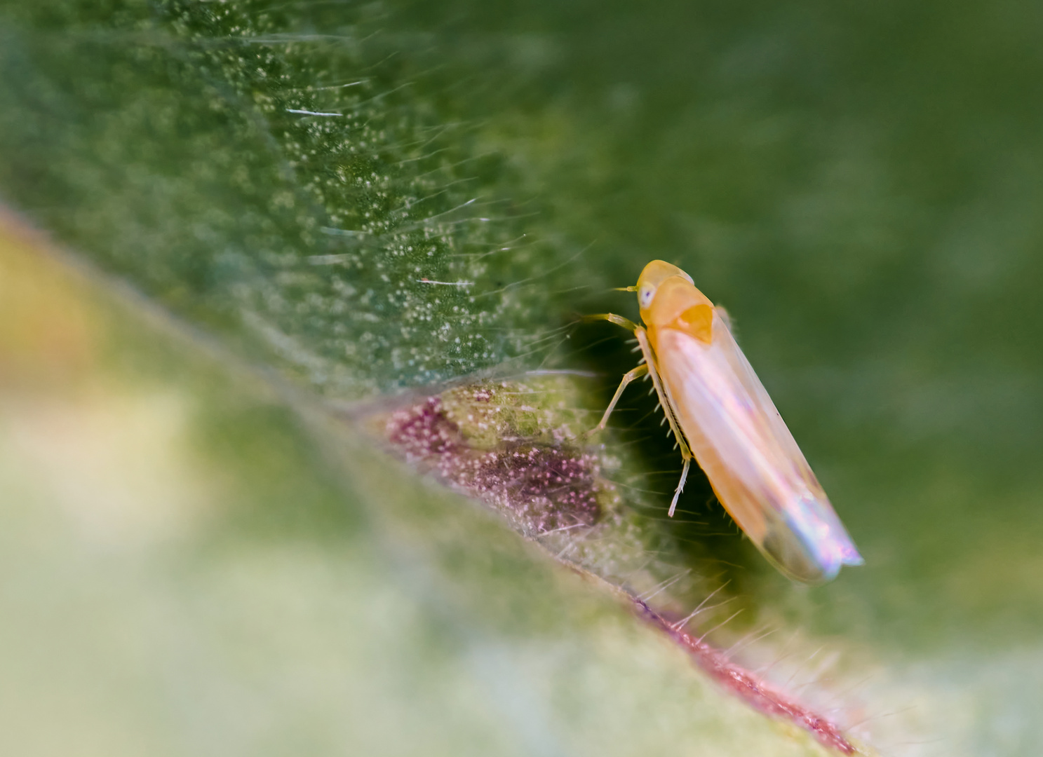 Gelbe Laubzikade (Edwardsiana sp.)